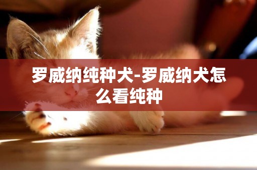 羅威納純種犬-羅威納犬怎么看純種