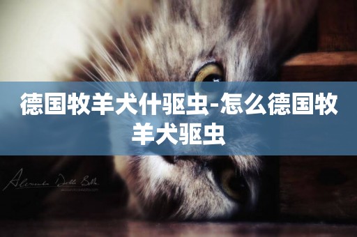 德國牧羊犬什驅蟲-怎么德國牧羊犬驅蟲
