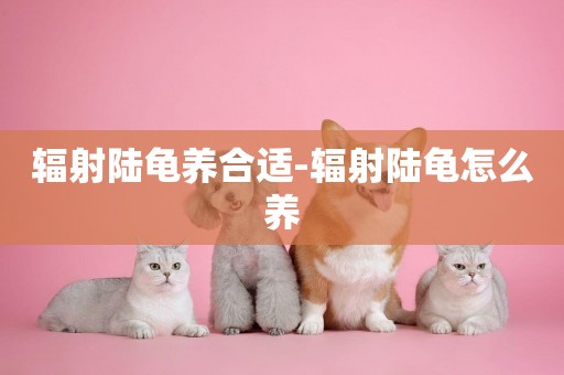 輻射陸龜養合適-輻射陸龜怎么養