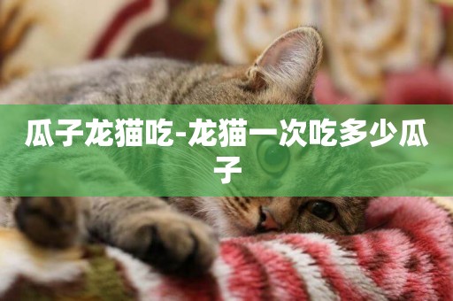 瓜子龍貓吃-龍貓一次吃多少瓜子