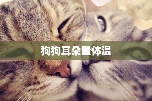 狗狗耳朵量體溫