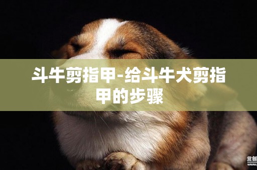 斗牛剪指甲-給斗牛犬剪指甲的步驟