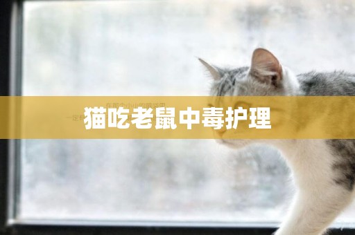 貓吃老鼠中毒護理