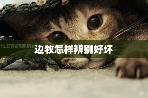 邊牧怎樣辨別好壞