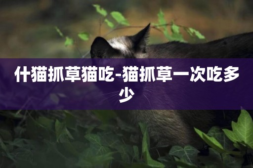 什貓抓草貓吃-貓抓草一次吃多少