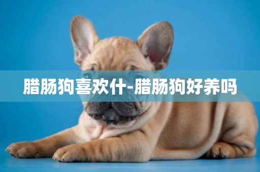臘腸狗喜歡什-臘腸狗好養嗎
