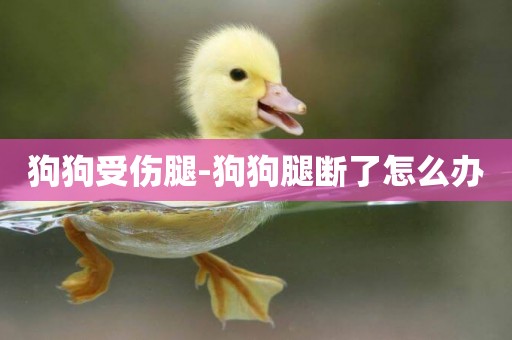 狗狗受傷腿-狗狗腿斷了怎么辦