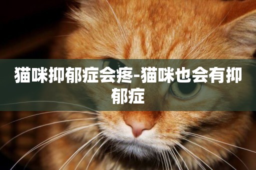 貓咪抑郁癥會疼-貓咪也會有抑郁癥