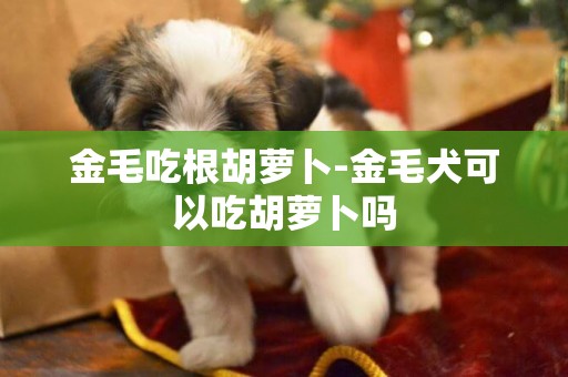 金毛吃根胡蘿卜-金毛犬可以吃胡蘿卜嗎