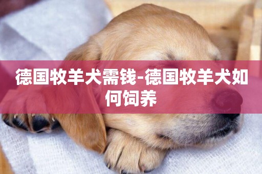 德國牧羊犬需錢-德國牧羊犬如何飼養