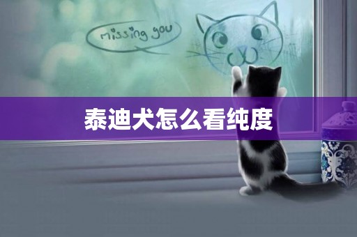 泰迪犬怎么看純度
