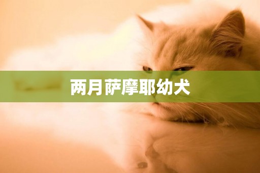 兩月薩摩耶幼犬