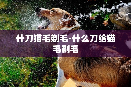 什刀貓毛剃毛-什么刀給貓毛剃毛