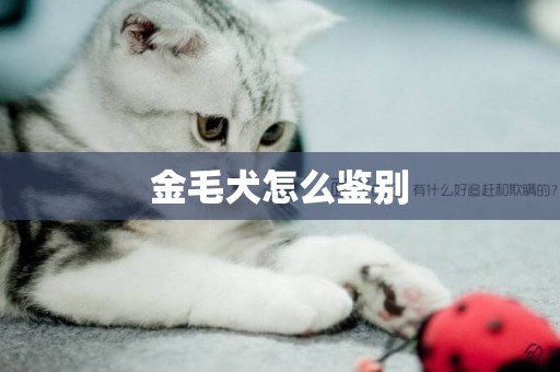 金毛犬怎么鑒別