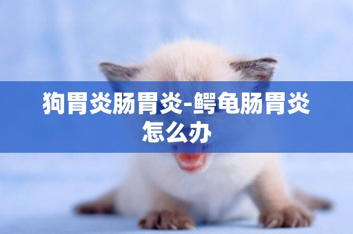 狗胃炎腸胃炎-鱷龜腸胃炎怎么辦