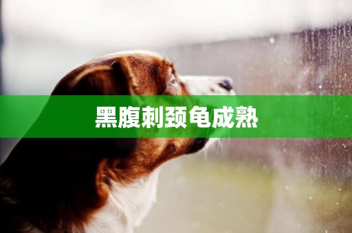 黑腹刺頸龜成熟