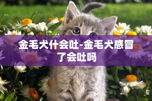 金毛犬什會吐-金毛犬感冒了會吐嗎