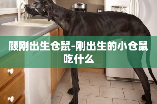 顧剛出生倉鼠-剛出生的小倉鼠吃什么