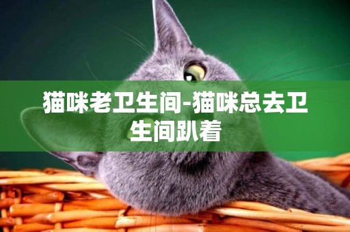 貓咪老衛生間-貓咪總去衛生間趴著