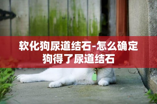 軟化狗尿道結石-怎么確定狗得了尿道結石