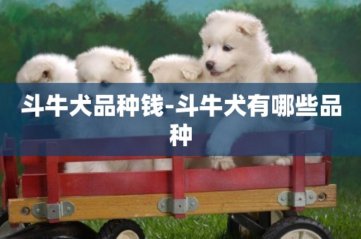 斗牛犬品種錢-斗牛犬有哪些品種