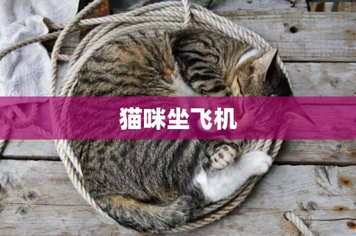 貓咪坐飛機