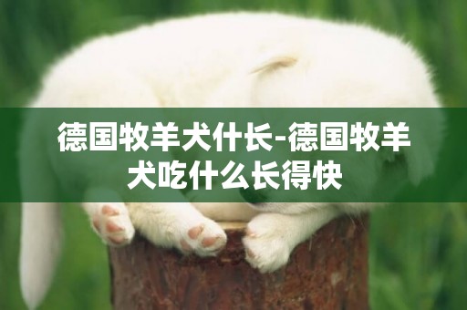 德國牧羊犬什長-德國牧羊犬吃什么長得快