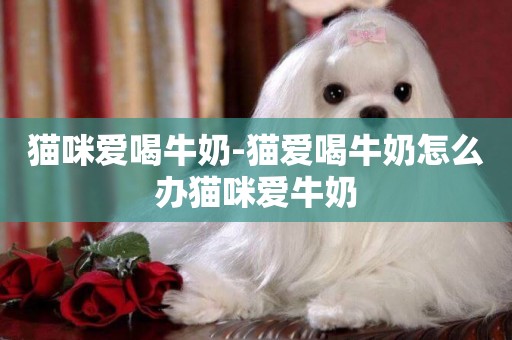 貓咪愛喝牛奶-貓愛喝牛奶怎么辦貓咪愛牛奶