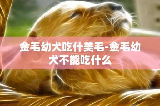 金毛幼犬吃什美毛-金毛幼犬不能吃什么