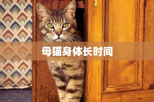 母貓身體長時間