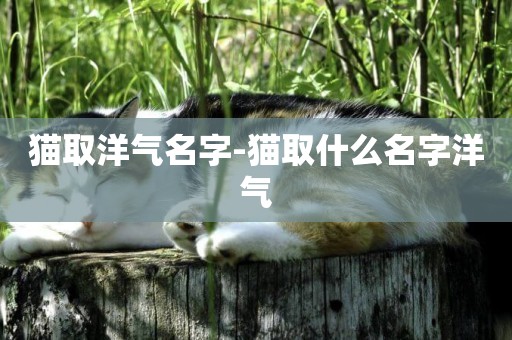 貓取洋氣名字-貓取什么名字洋氣
