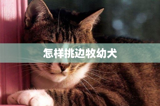 怎樣挑邊牧幼犬