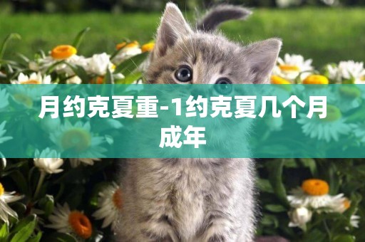 月約克夏重-1約克夏幾個月成年