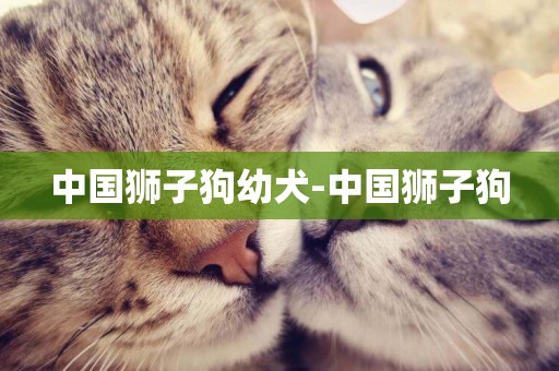 中國獅子狗幼犬-中國獅子狗
