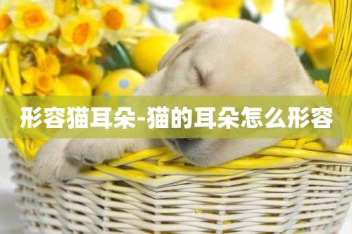 形容貓耳朵-貓的耳朵怎么形容