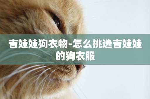 吉娃娃狗衣物-怎么挑選吉娃娃的狗衣服
