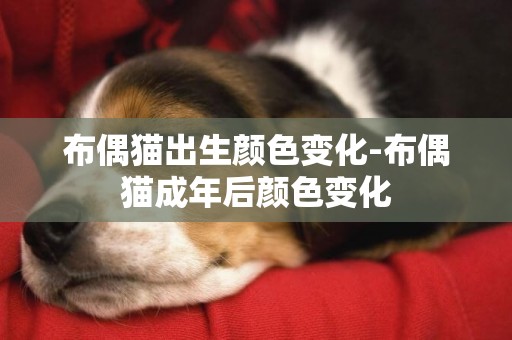 布偶貓出生顏色變化-布偶貓成年后顏色變化