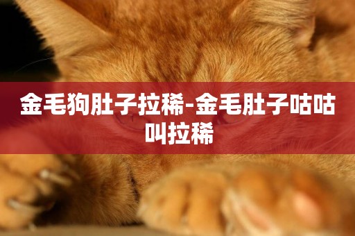 金毛狗肚子拉稀-金毛肚子咕咕叫拉稀