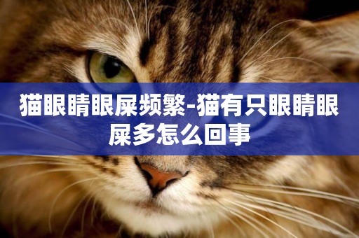 貓眼睛眼屎頻繁-貓有只眼睛眼屎多怎么回事