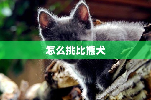 怎么挑比熊犬
