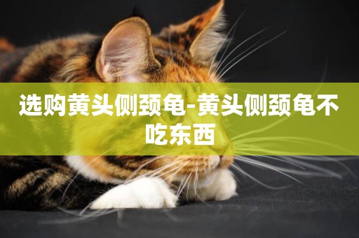 選購黃頭側頸龜-黃頭側頸龜不吃東西