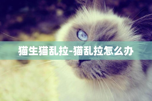 貓生貓亂拉-貓亂拉怎么辦
