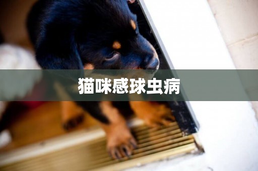 貓咪感球蟲病
