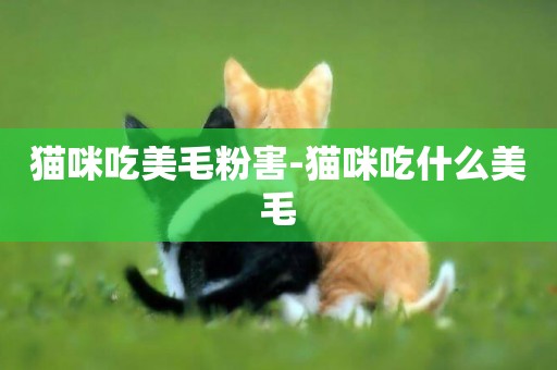 貓咪吃美毛粉害-貓咪吃什么美毛