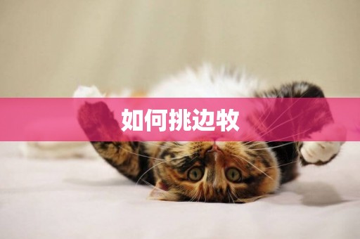 如何挑邊牧