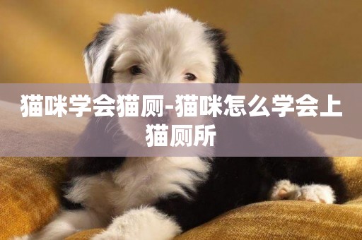 貓咪學會貓廁-貓咪怎么學會上貓廁所