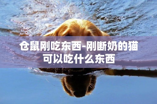 倉鼠剛吃東西-剛斷奶的貓可以吃什么東西