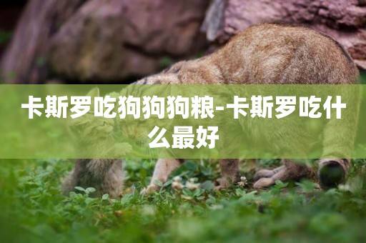 卡斯羅吃狗狗狗糧-卡斯羅吃什么最好