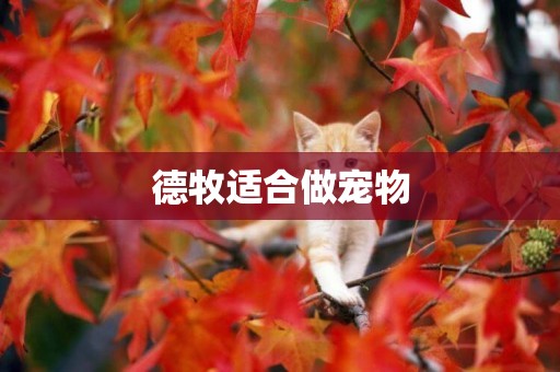 德牧適合做寵物
