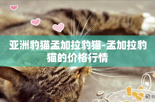 亞洲豹貓孟加拉豹貓-孟加拉豹貓的價格行情